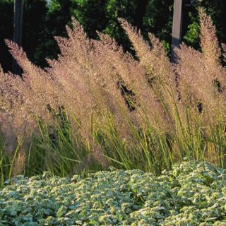 Korean Feather Reed Grass Thumbnail